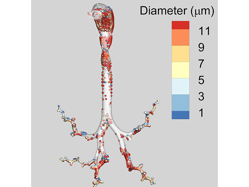 Targeted Drug Delivery Solutions Lab Airway Graphic