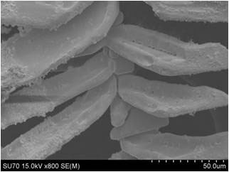 Molten Salt Research Group Graphic
